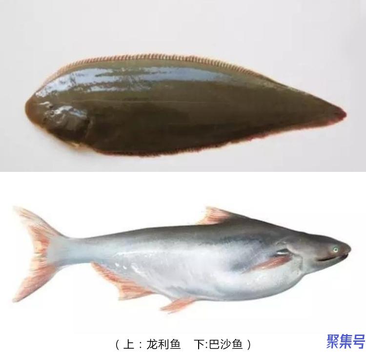 龙利鱼和巴沙鱼的区别(为什么巴沙鱼不能给孩子吃)