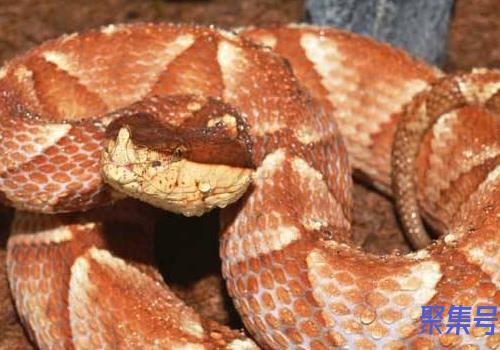 吃五步蛇肉的好处和坏处(蛇可以怎么吃)