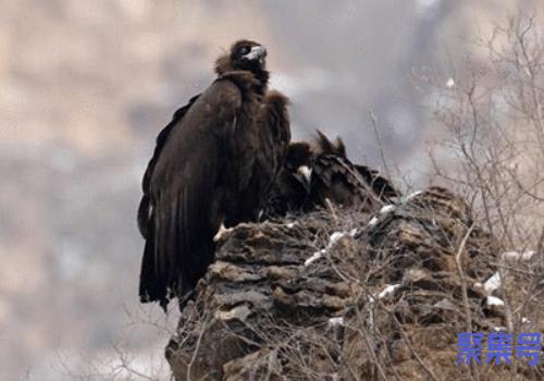 秃鹫死不见尸(秃鹫死后在什么地方)