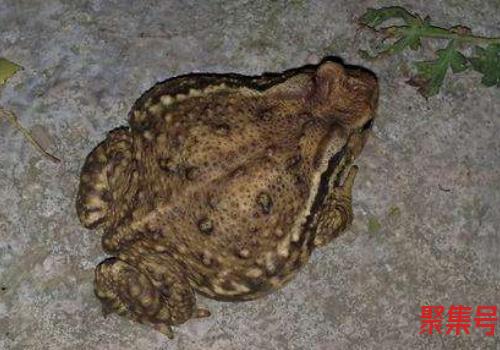 梦见蟾蜍进家里有什么预兆(蟾蜍进家里有什么预兆 周易)