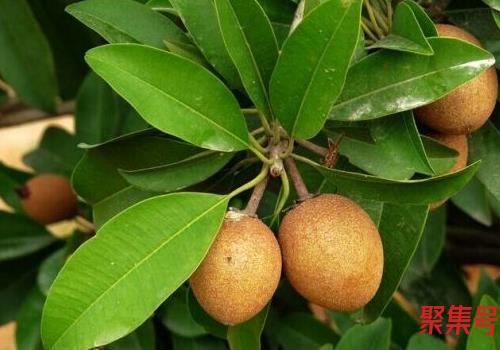 人心果怎么保存放的时间长(人心果怎么样才算成熟)