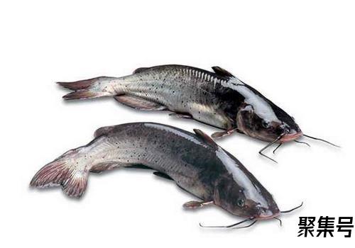  芝麻剑鱼人工养殖技术(芝麻剑可以养殖吗)