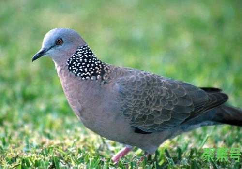 斑鸠养殖成本与利润(斑鸠有养殖的吗)
