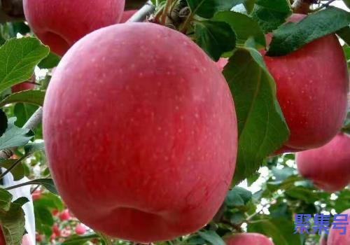 套袋苹果和不套袋苹果的差异(苹果套袋好还是不套袋好)