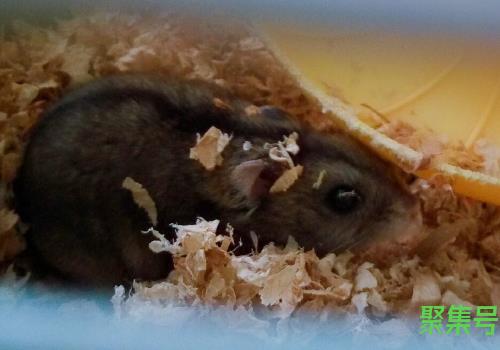 仓鼠怎么洗澡仓鼠可以用水洗吗(仓鼠怎么洗澡没有浴沙怎么办)