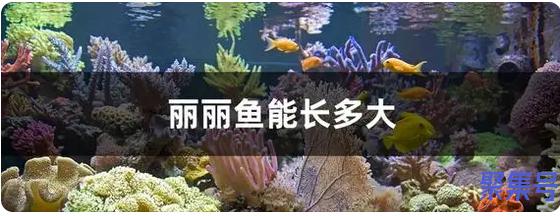 丽丽鱼能活多少年(丽丽鱼长什么样)