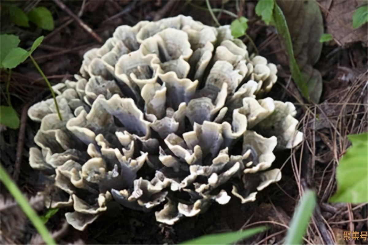 野生菌十大名菌(中国食用菌十大排行榜)