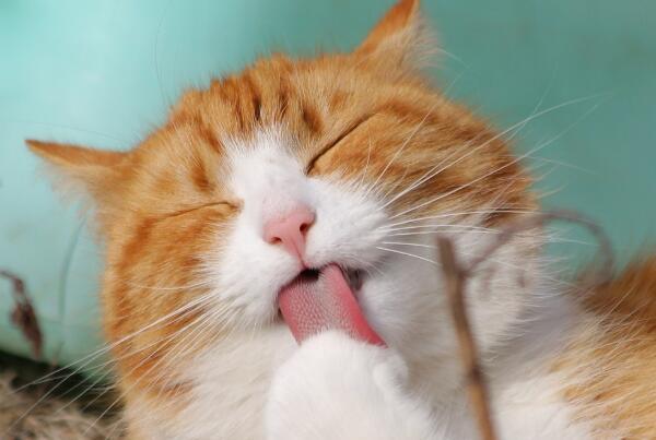 猫咪掉毛怎么处理毛(猫掉毛怎么解决办法)