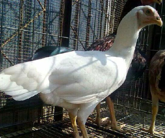 中原斗鸡是什么鸡 打斗至死也不服输售价高达3000一斤