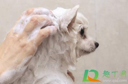 人用了狗狗的沐浴露会不会得皮肤病,狗狗用了人的沐浴露会怎么样