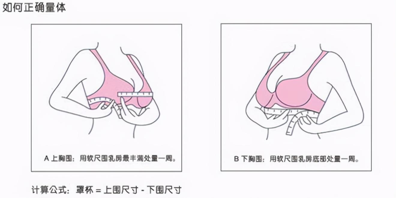 胸围怎么算(胸围怎么算出来公式)