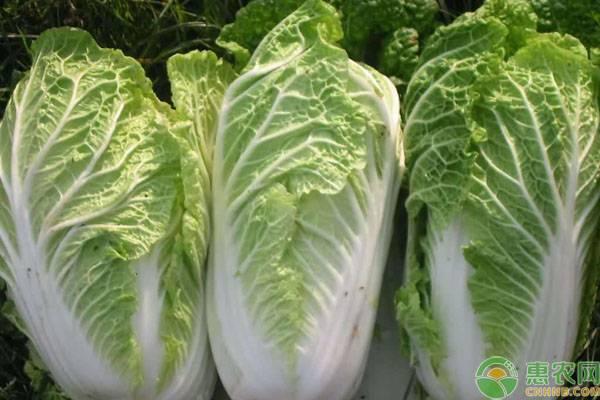 平顶山白菜网(平顶山信息网百姓网)