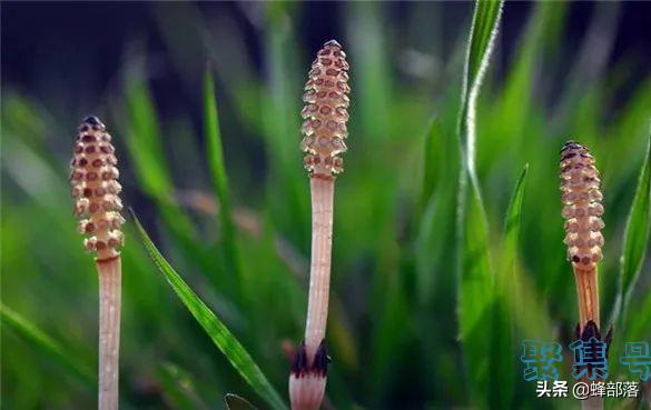 荆草图片(荆草图片大全 图片欣赏)