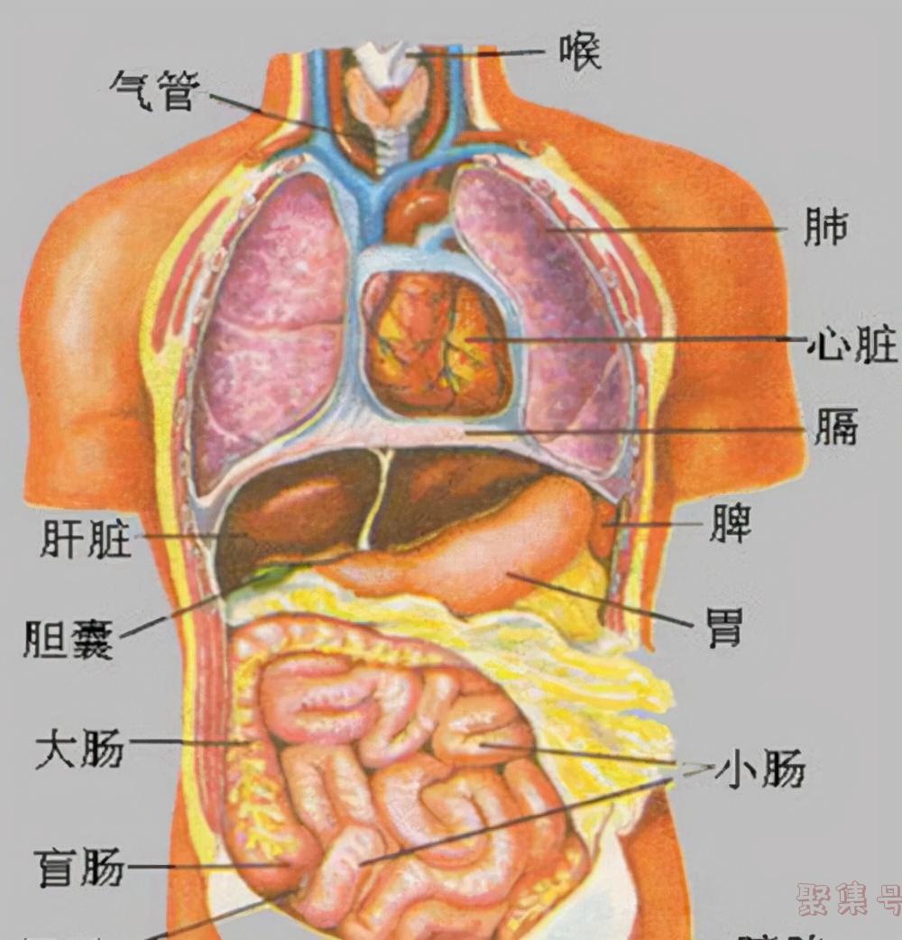 人最大的器官是什么