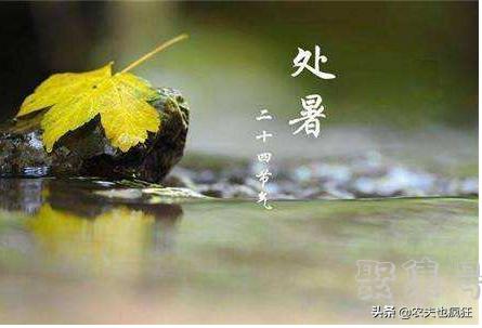 处暑的意思是什么意思(处暑的意思是什么词语)