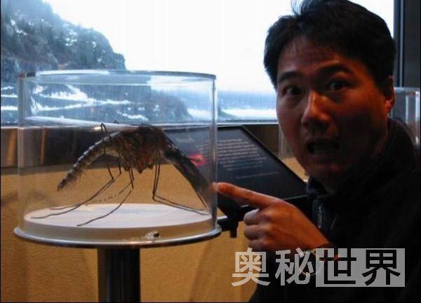 世界上最大的蚊子(世界上最大的蚊子吃人)