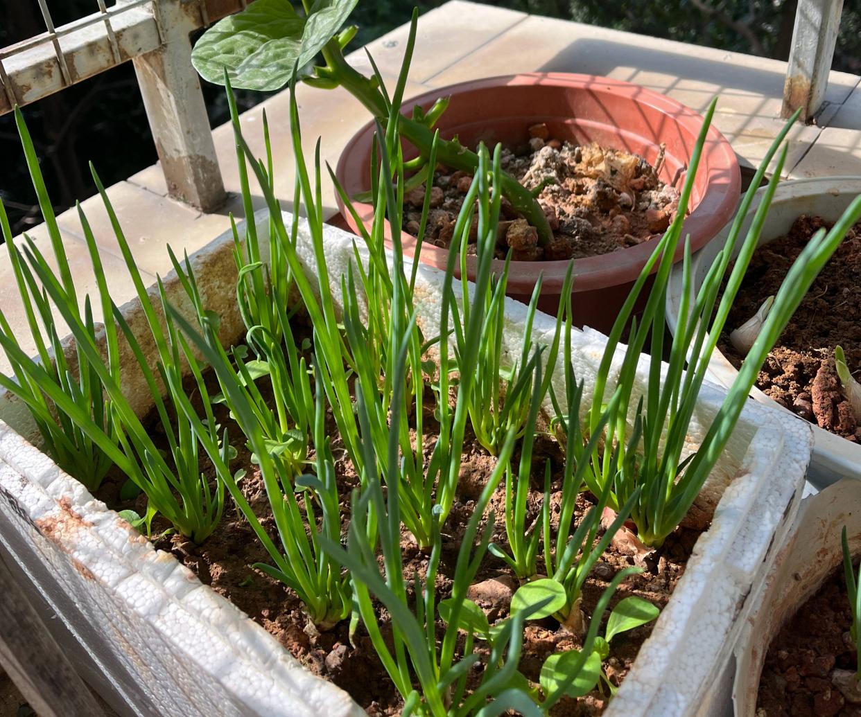 家庭种植小葱的方法(怎样种植小葱)