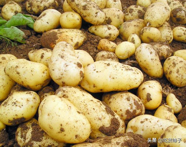 土豆怎么保存不发绿不长牙(土豆怎么保存不发绿不长牙存)