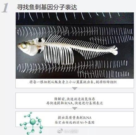 吃鱼不挑刺有望成为现实（为什么有的人吃鱼不怕刺）