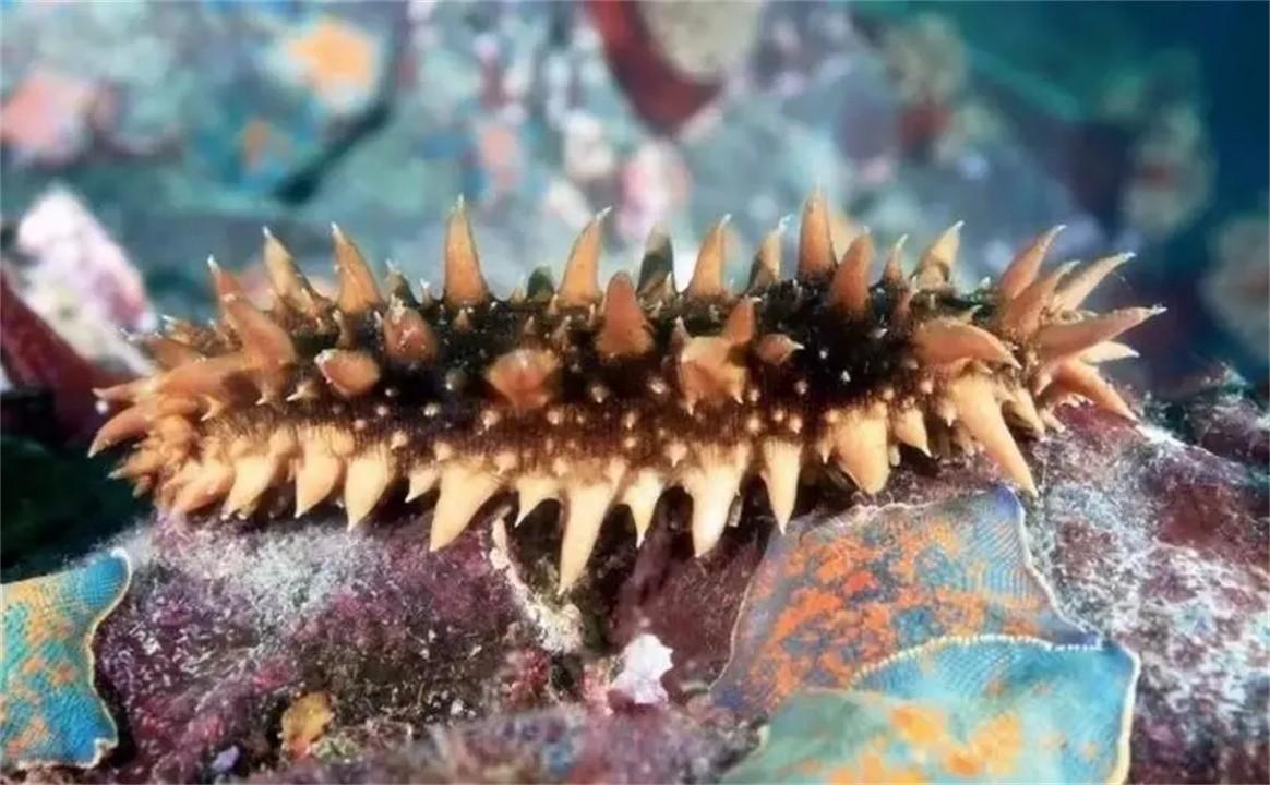 海洋中最恐怖的生物(十大怪异海洋生物)