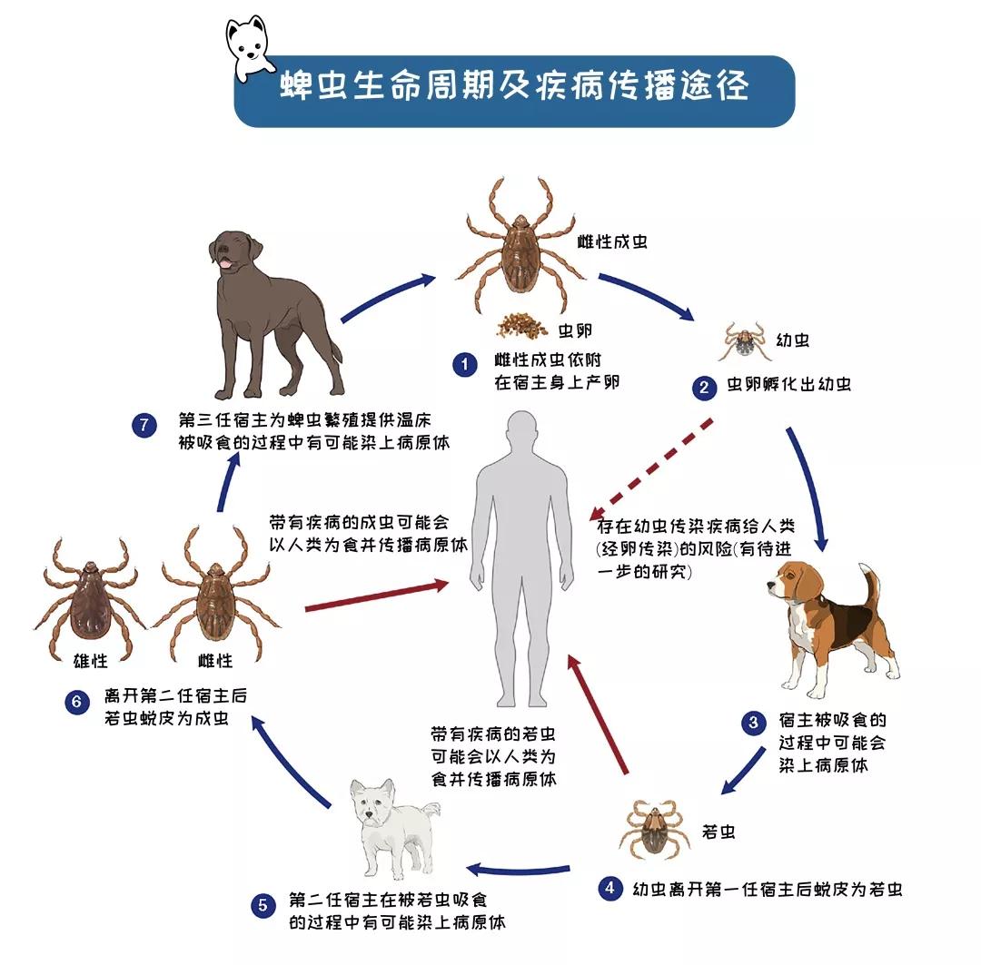  为什么会有蜱虫(蜱虫哪里会出现)