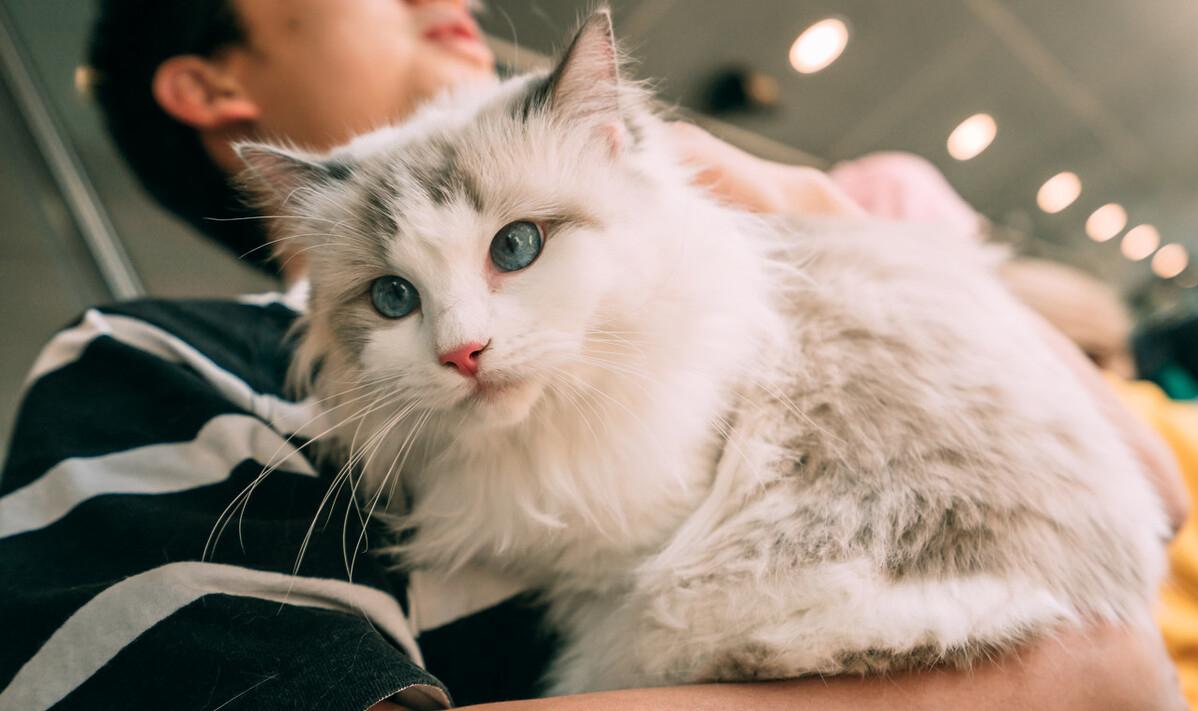 布偶猫价格多少钱一只(门店布偶猫2000可信吗)
