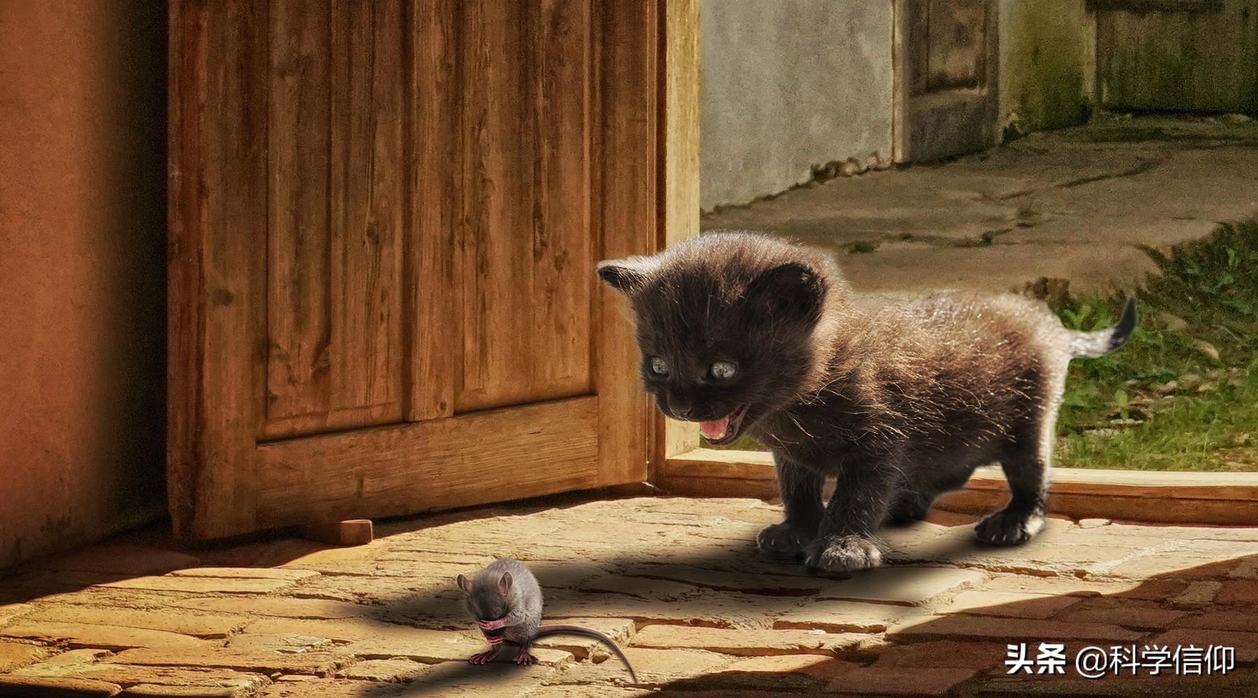 猫为什么吃老鼠不会得病(猫吃老鼠会传染给人吗)