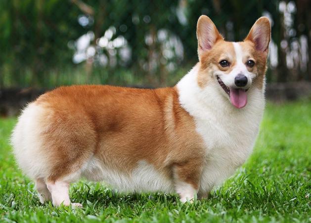 短毛小型犬品种大全(短毛小型犬有哪些)