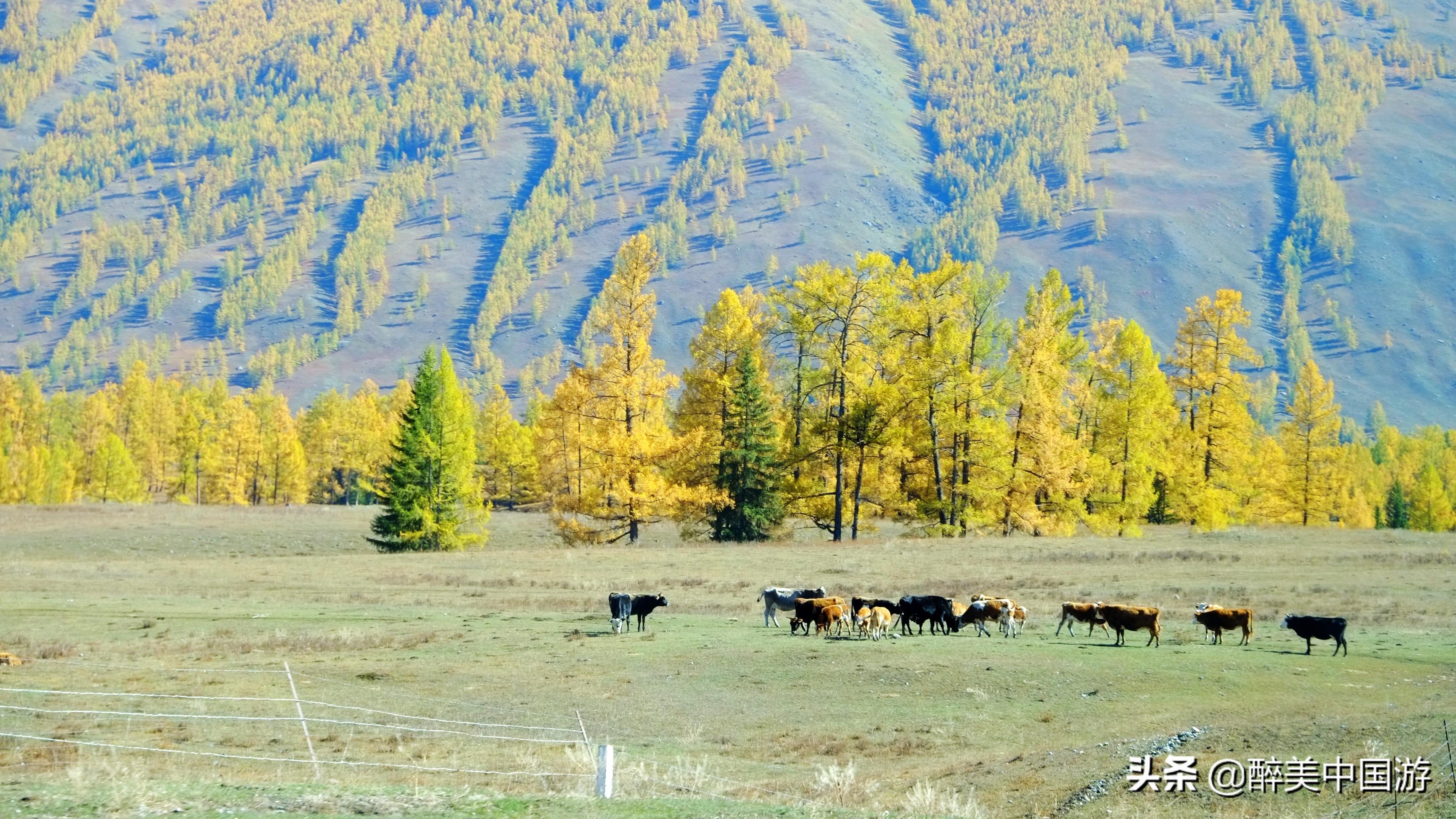 喀纳斯景点游玩顺序(喀纳斯一日游最佳路线)