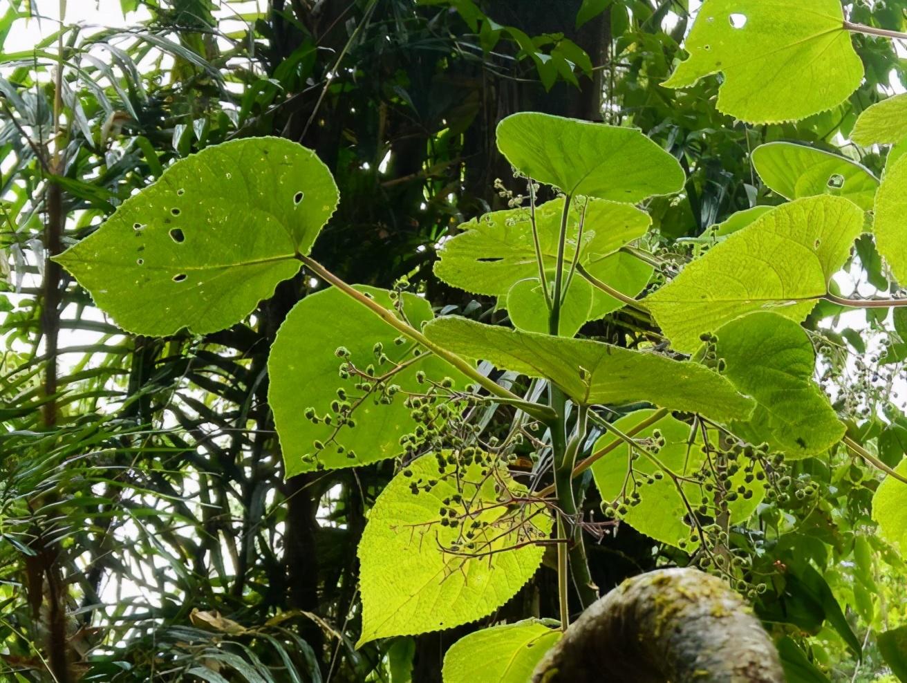世界上最危险的植物(世界上最恐怖的植物)