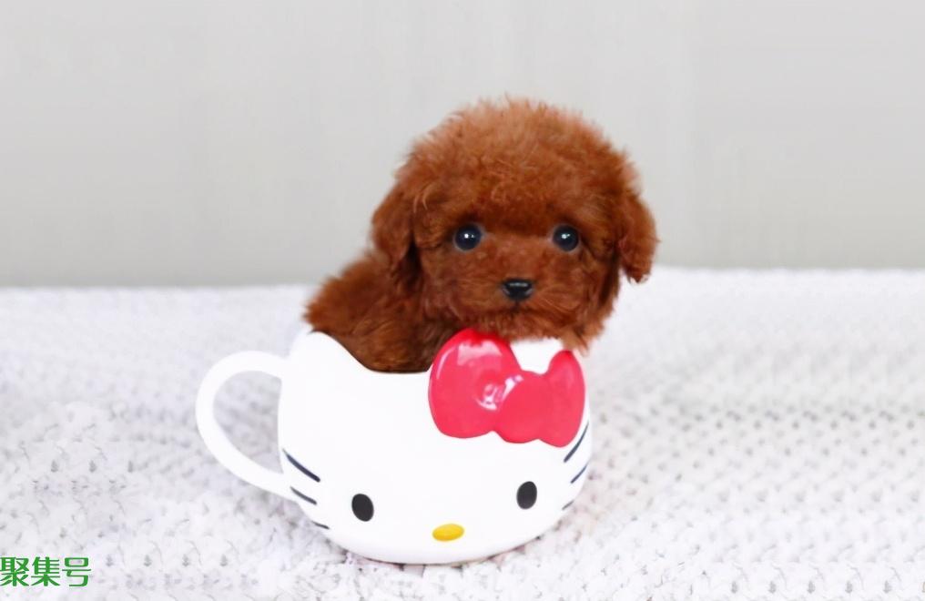 吉娃娃多少钱一只 小狗(吉娃娃犬价格)