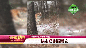野生东北虎卧在雪中与路人对视(雪地里的东北虎)
