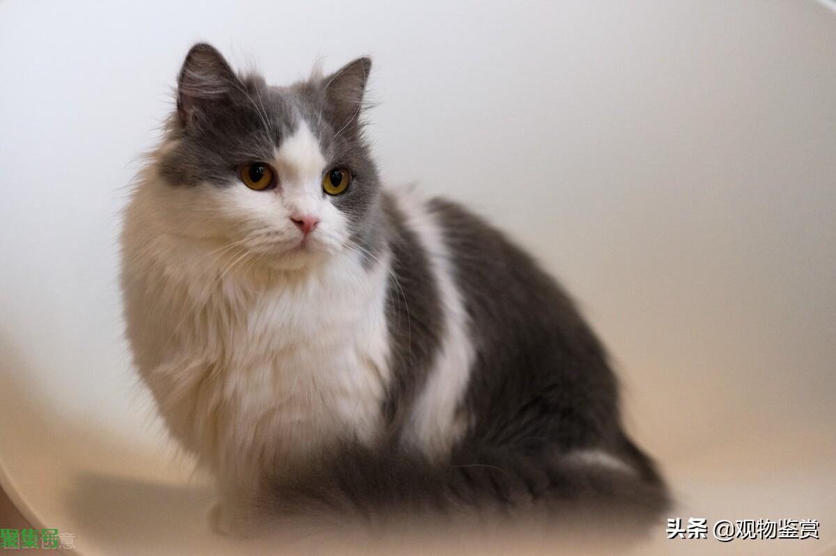 拿破仑猫的优点和缺点(拿破仑猫属于什么品种)