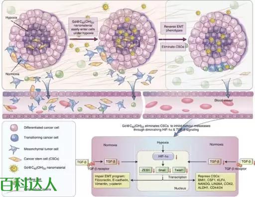 神奇的碳材料--富勒烯