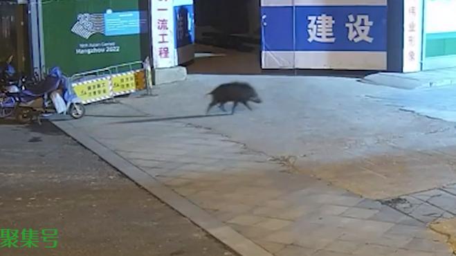 野猪冲进商场厕所被打晕（此前打架输给野狗）