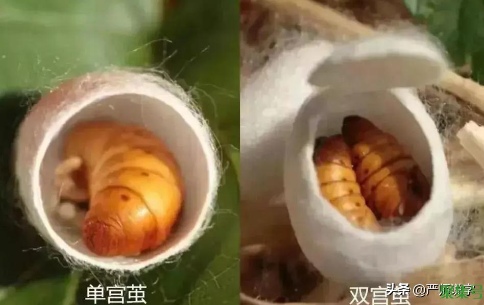 格物致知的意思（格物致知的真正含义）
