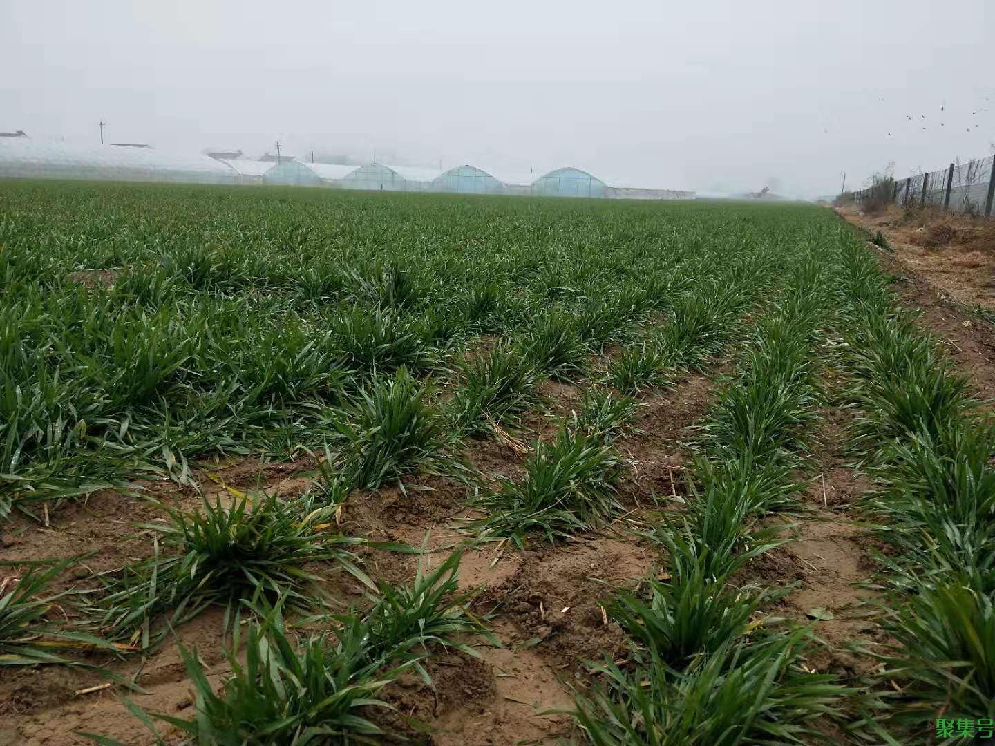 小麦倒春寒怎么预防(小麦防冻害措施)