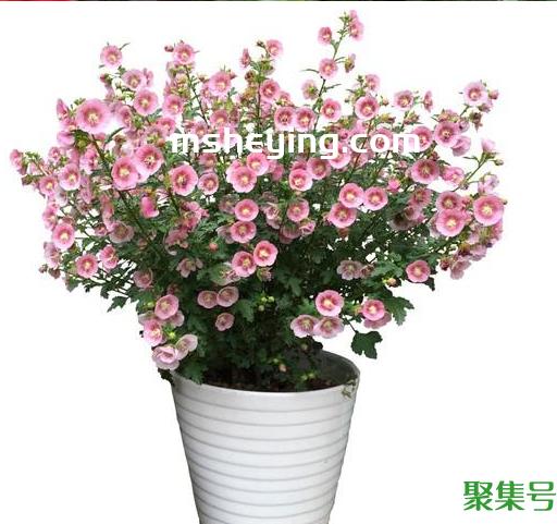 能耐高温的花卉有哪些(什么花耐高温)