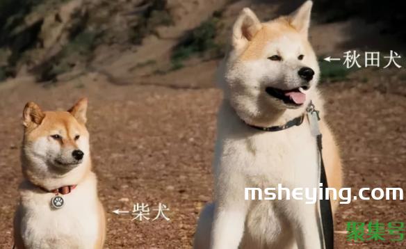 柴犬和秋田犬一样吗(柴犬和秋田犬的区别)