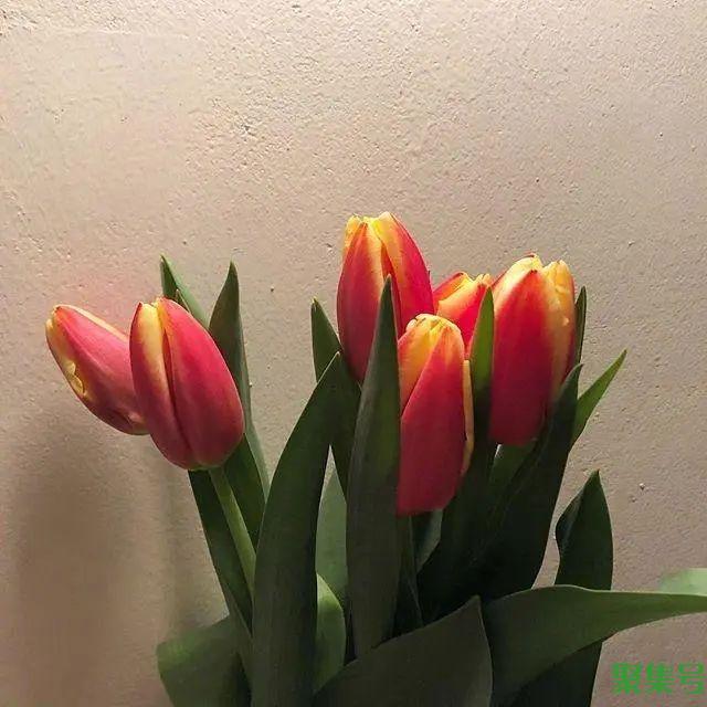 2022正月十五祝福语,简短有创意,暖人心窝