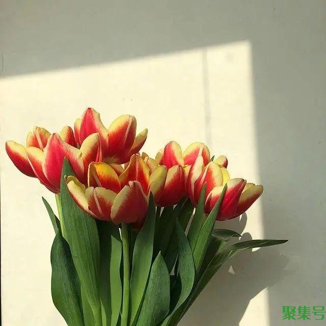 2022正月十五祝福语,简短有创意,暖人心窝