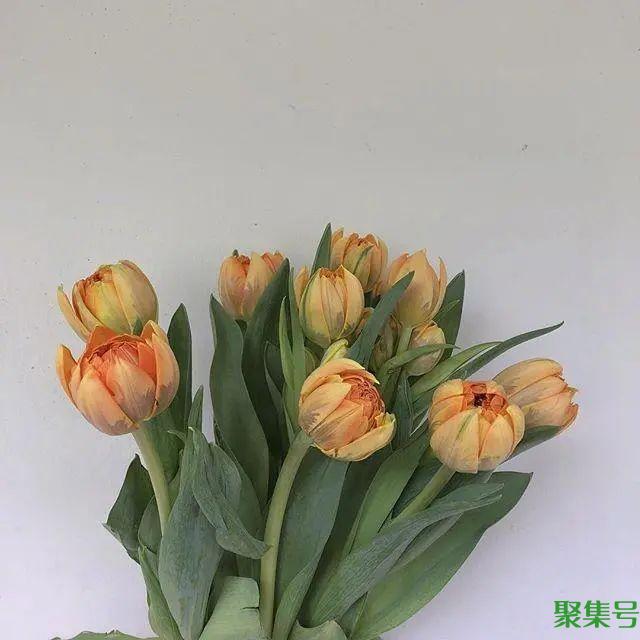 2022正月十五祝福语,简短有创意,暖人心窝