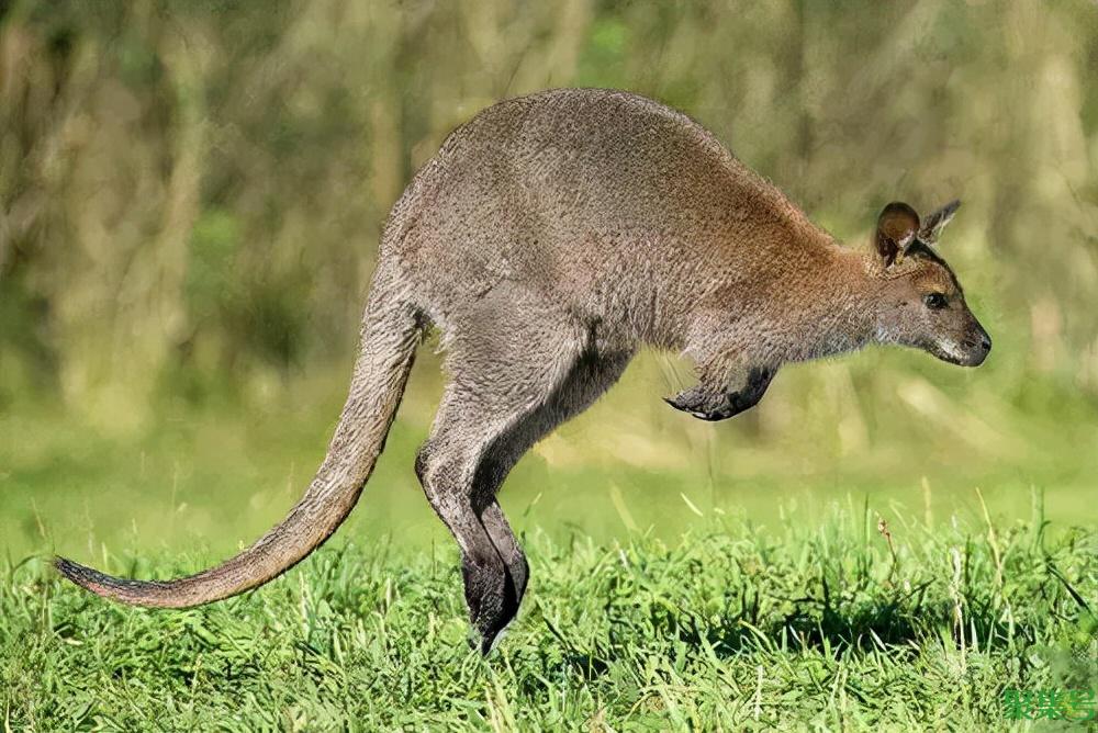 袋鼠的尾巴有什么功能(袋鼠的尾巴是干什么的)
