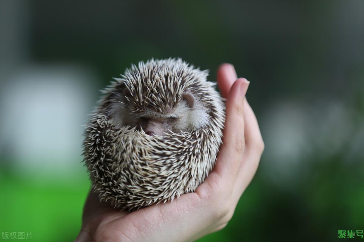 刺猬多久可以繁殖(刺猬的繁殖方式)