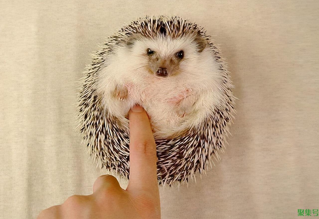 刺猬的交配和繁殖,奇怪的知识又增加了
