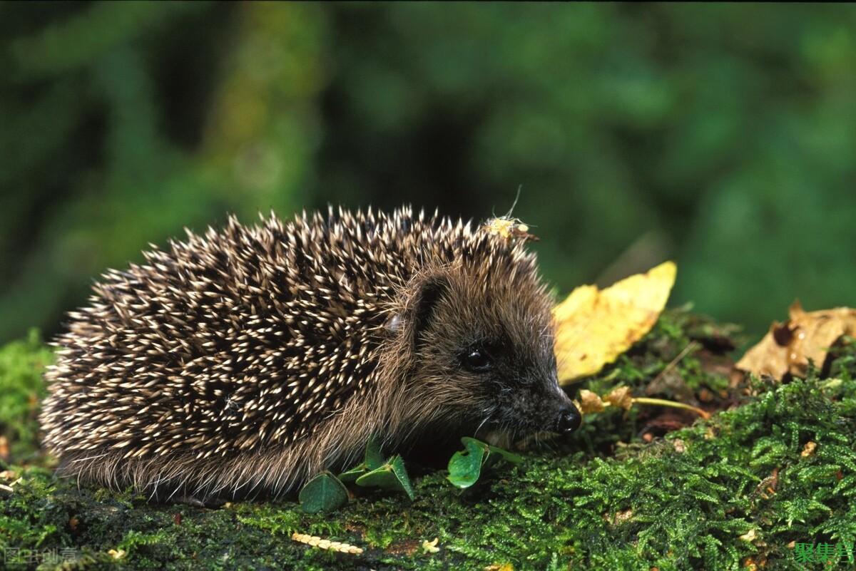 刺猬的交配和繁殖,奇怪的知识又增加了