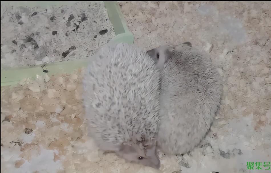 刺猬的交配和繁殖,奇怪的知识又增加了