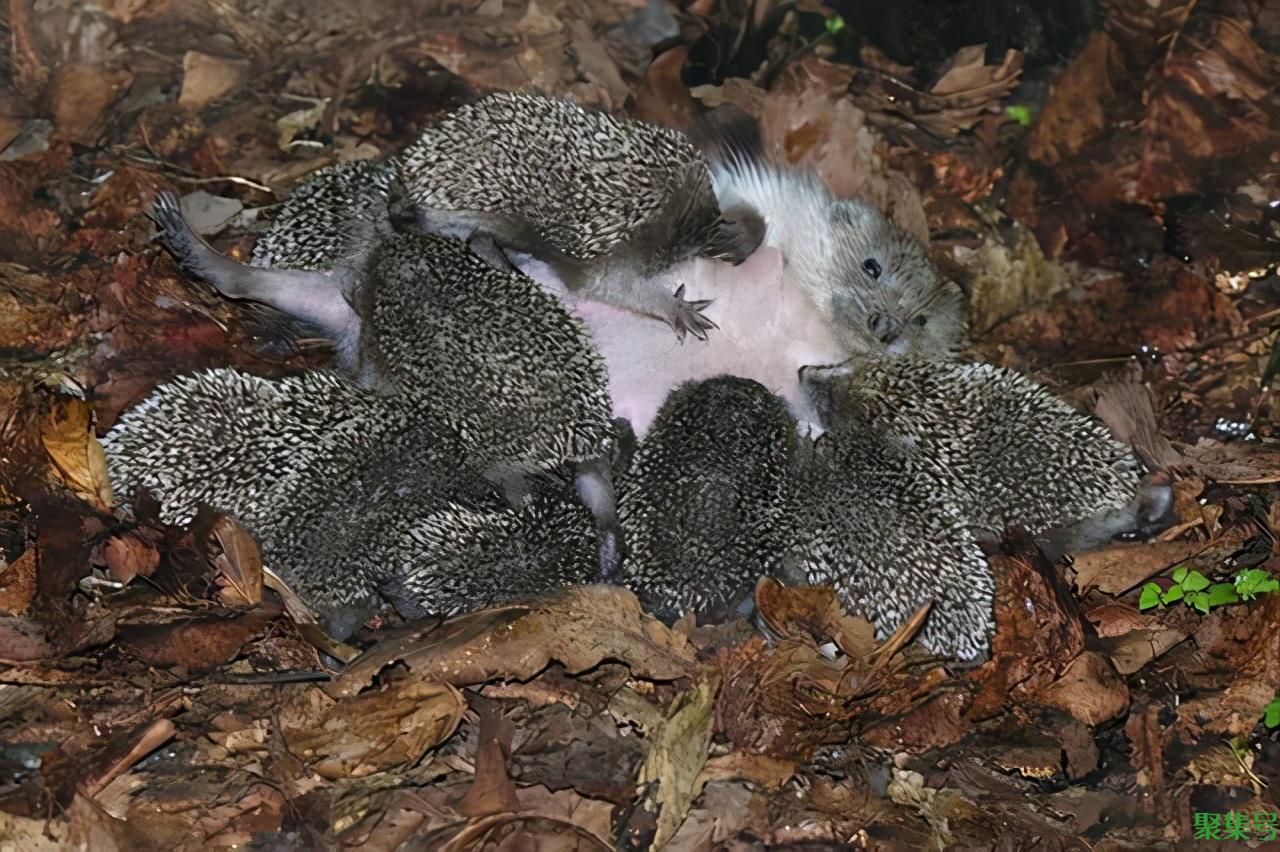 刺猬的交配和繁殖,奇怪的知识又增加了