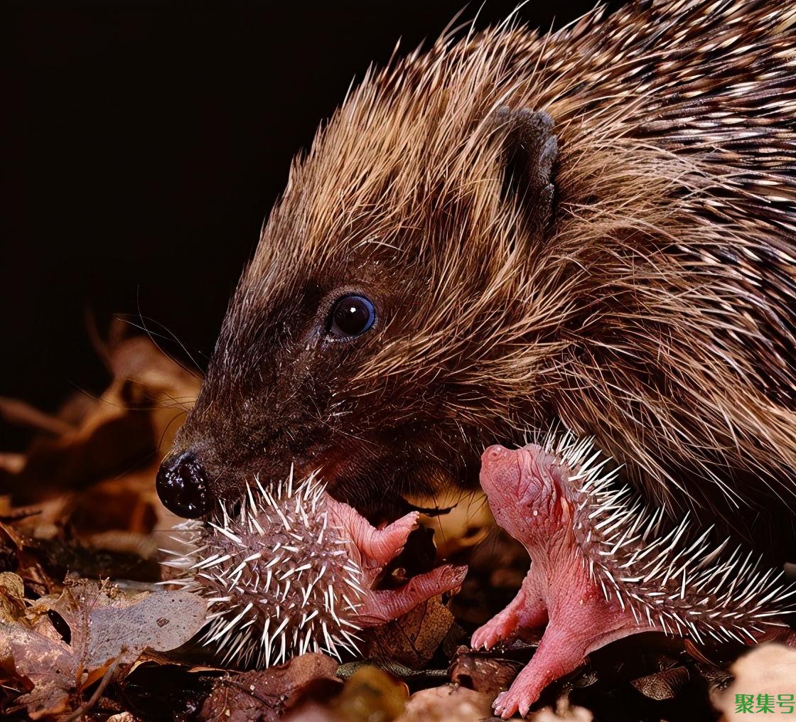 刺猬的交配和繁殖,奇怪的知识又增加了