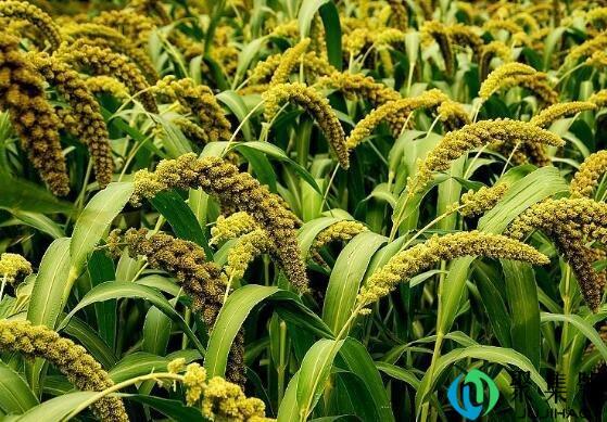 沉甸甸的反义词